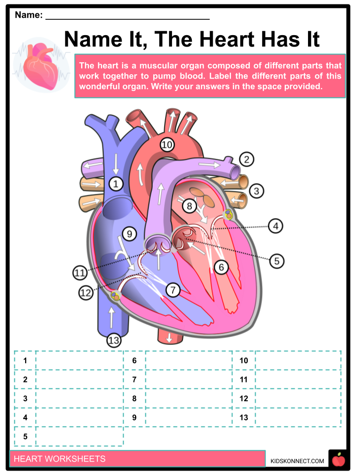 Heart Worksheets