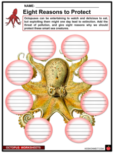 Octopus worksheets