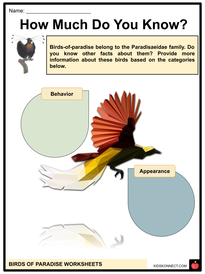 Birds of Paradise Facts & Worksheets | Characteristics, Behavior, Species