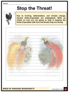 Birds of Paradise Facts & Worksheets | Characteristics, Behavior, Species
