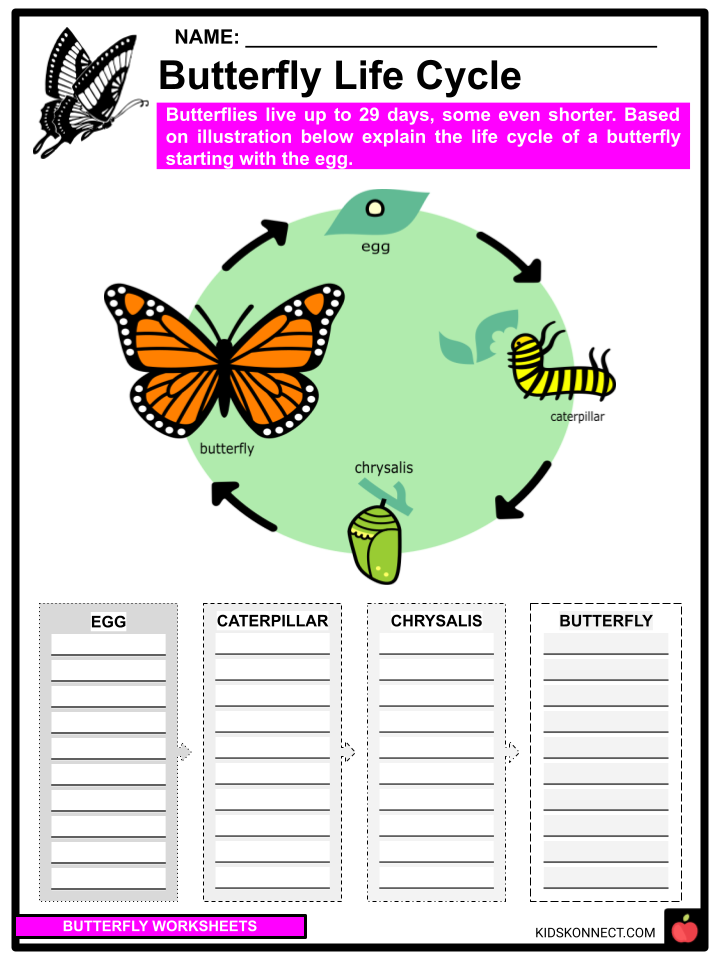 essay on butterfly for grade 4