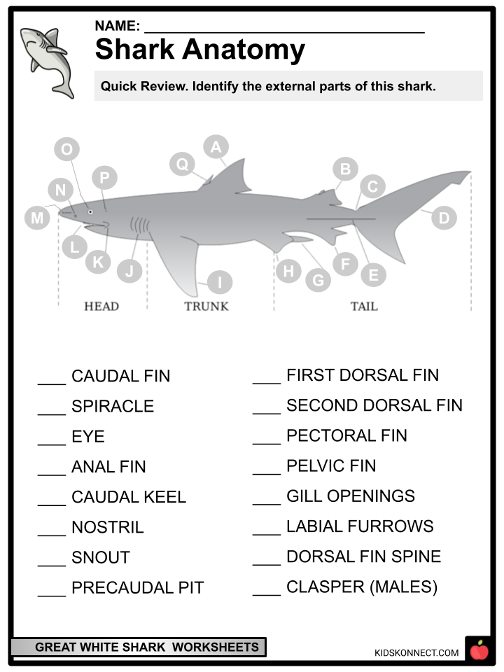 great white shark pictures for kids