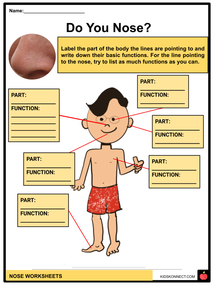 Parts Of The Nose And Their Functions For Kids