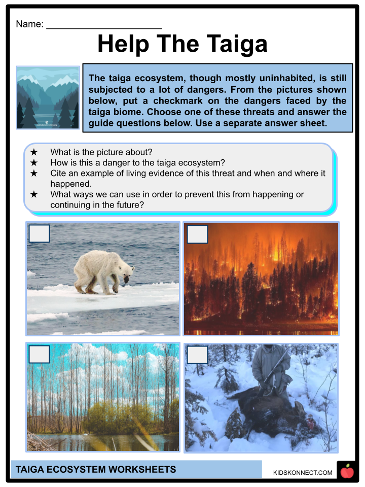 Taiga Ecosystem Facts & Worksheets | Geography, Characteristics