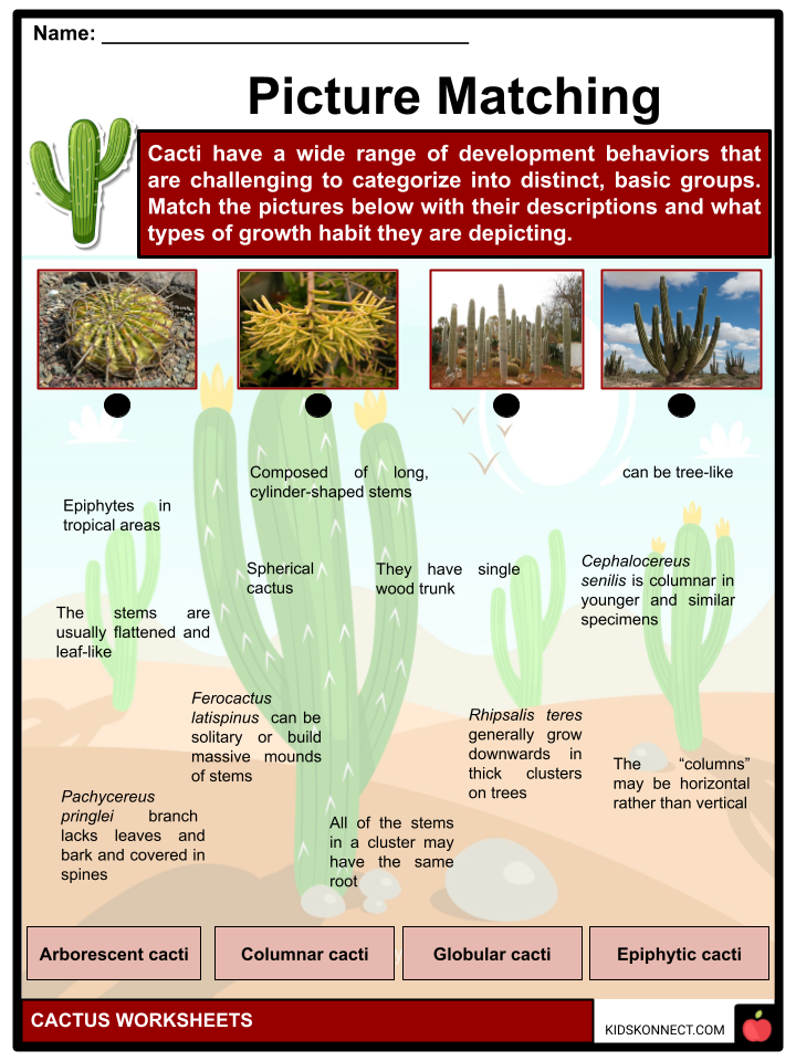 Cactus Worksheets 4 