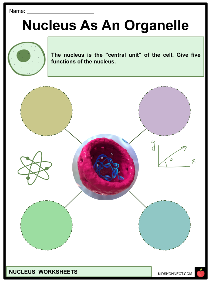 nucleus-worksheets-facts-etymology-structure-function