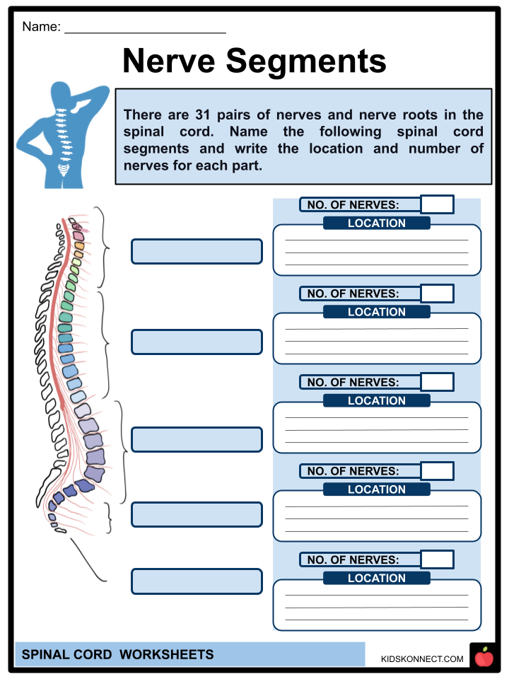 student worksheet for chapter 9 spinal injuries