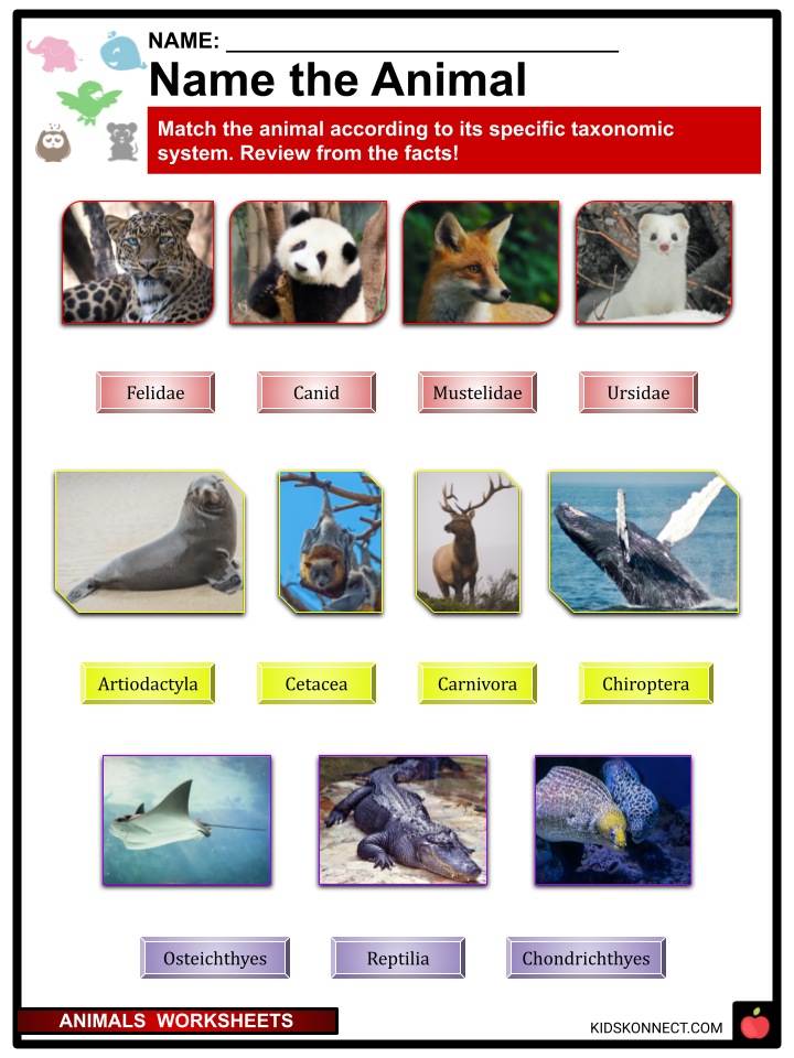 Animal worksheets: name the animal