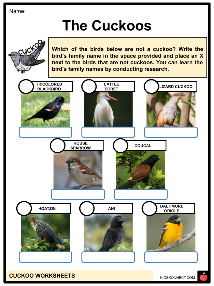 cuckoo worksheets: the cuckoos