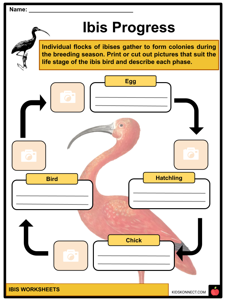 Scarlet Ibis Bird Facts For Kids