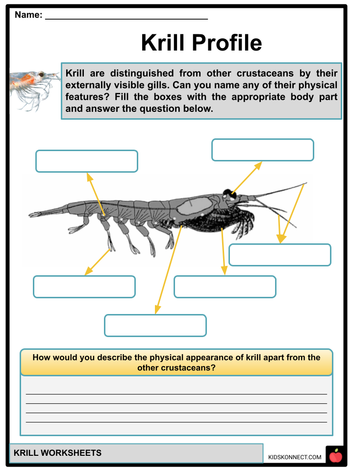 Krill worksheets