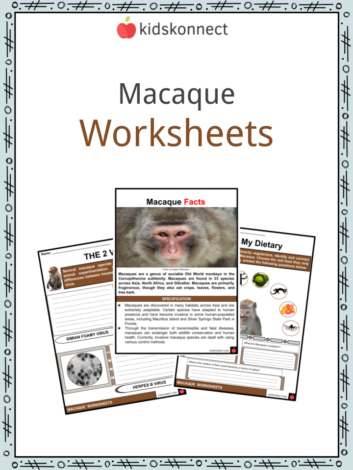 Macaque Worksheets & Facts  Habitat, Diet, Characteristics