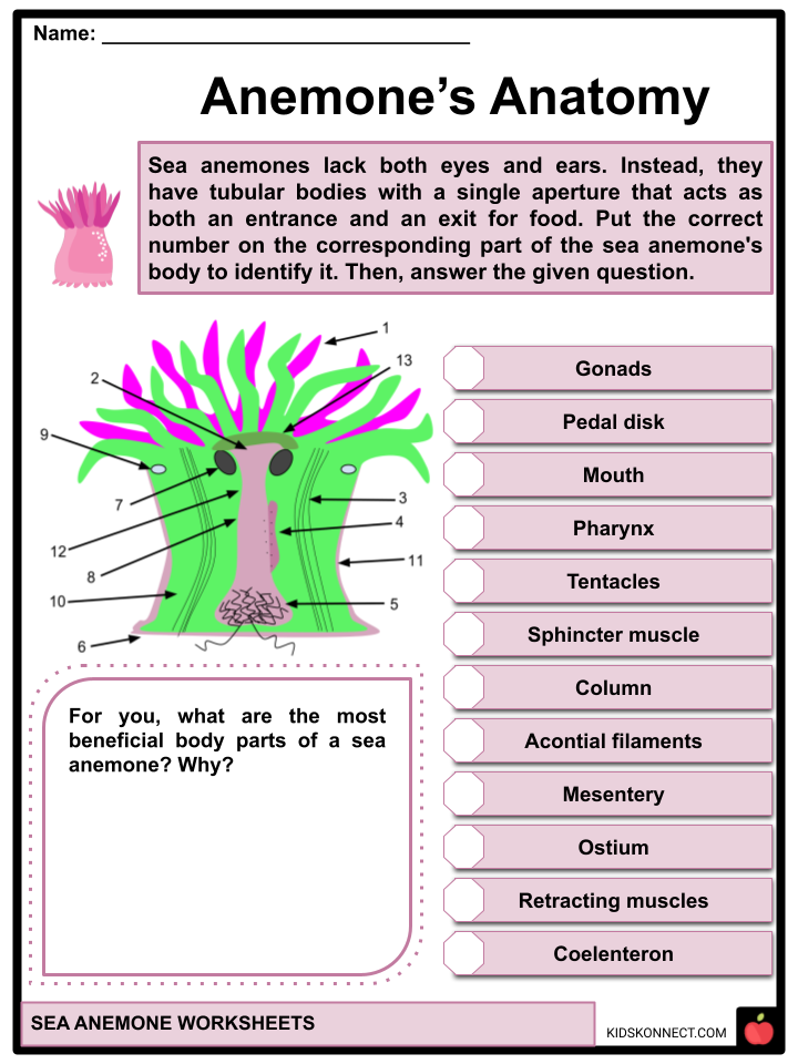 sea anemone labeled diagram