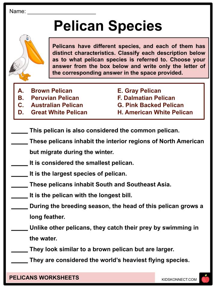 Pelican Worksheets