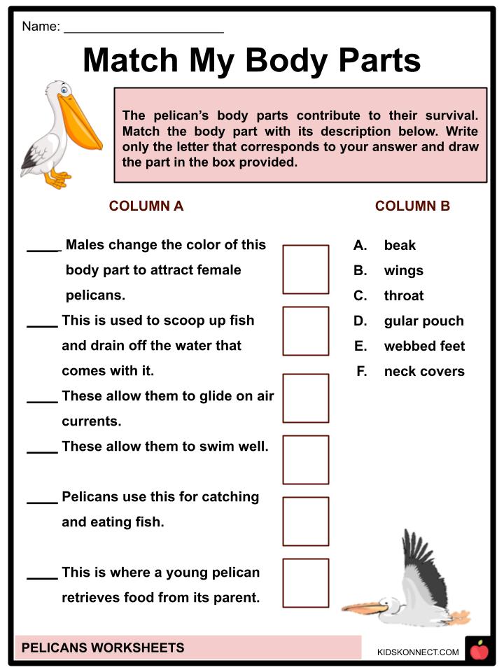 Pelican Worksheets