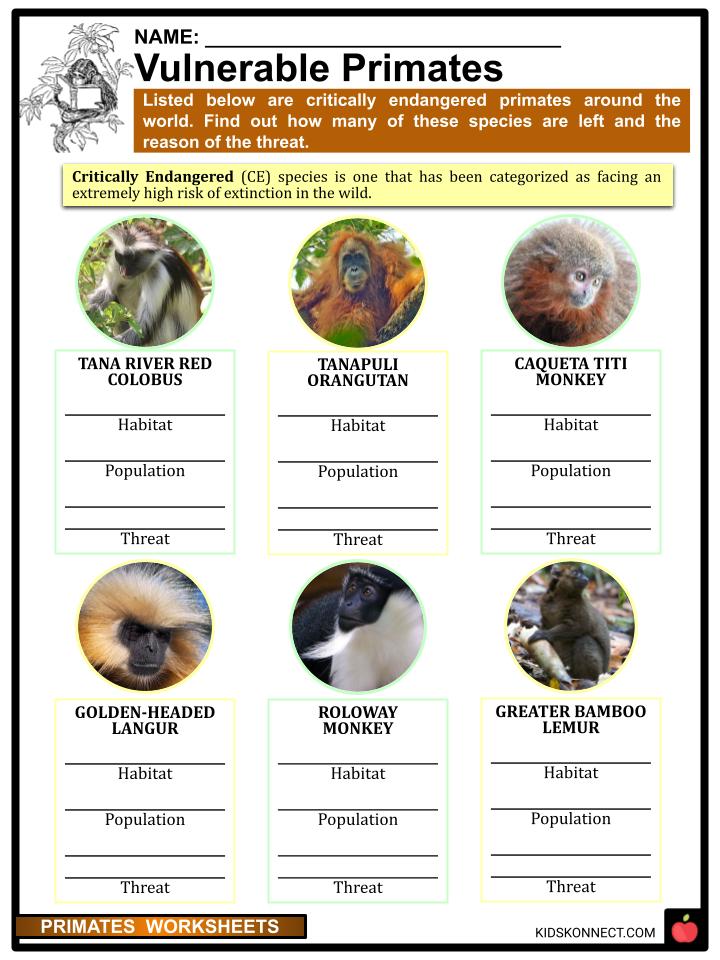 Monkey, Definition, Characteristics, Types, Classification, & Facts