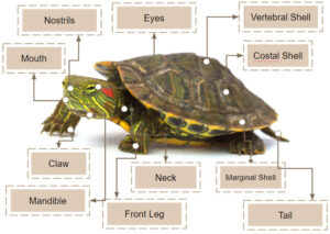 Turtle Worksheets and Facts | Description, Habitat, Species, Status