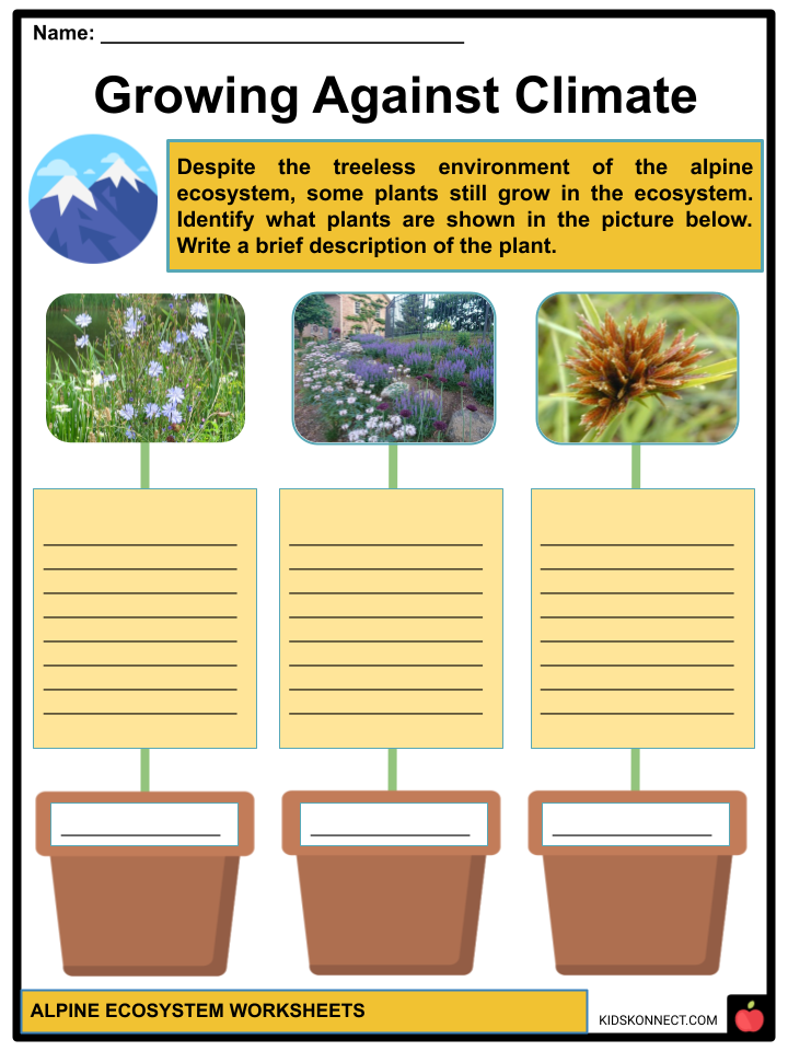 Alpine Ecosystem Worksheets