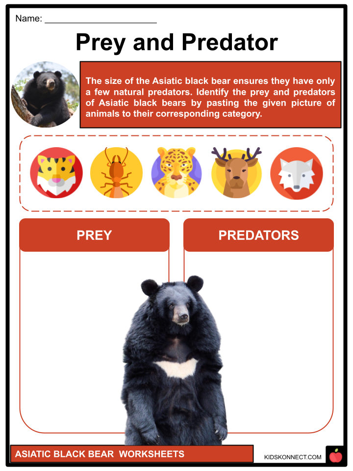 Asiatic Black Bear Worksheets