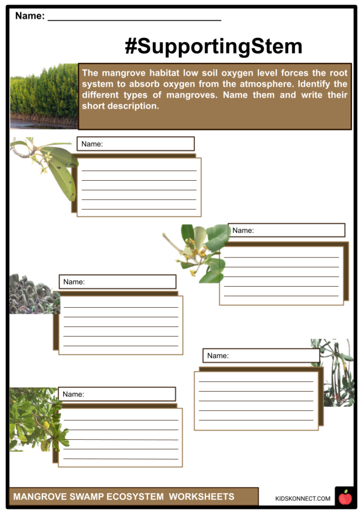 Mangrove Ecosystem Worksheets