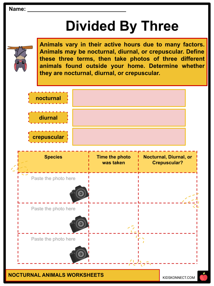 Nocturnal Animals Worksheets
