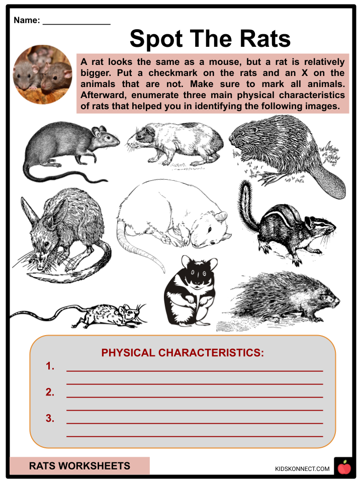 Rats Worksheets
