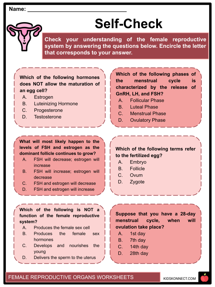 Female Reproductive System Worksheets
