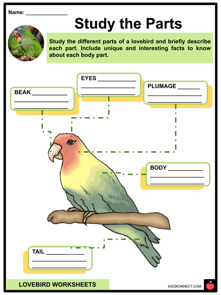 Lovebird Worksheets
