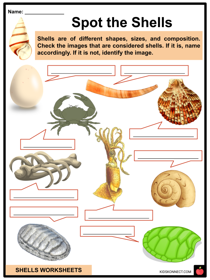 Some Amazing Facts about Seashells